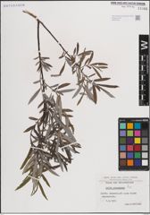 Foto von Salix eleagnos Scop.